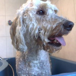 goldendoodle in bad